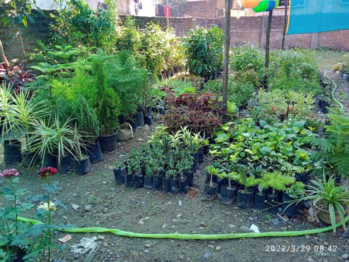 Deep Nursery – Online Gardeners in Nagpur, Maharashtra