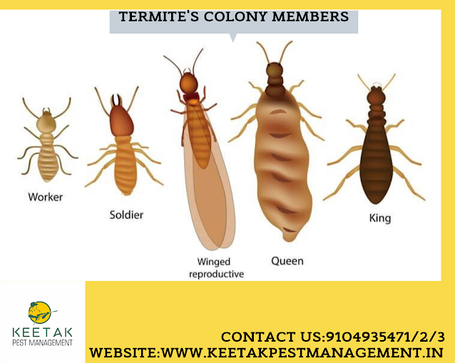 Keetak – Pest Control for Residential & Commercial, Best Pest Control Service in Ahmedabad, Gujarat